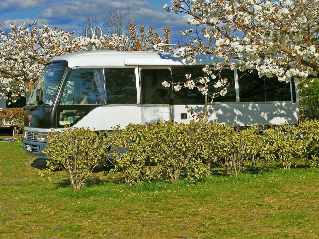 陶波德布雷思汽车旅馆酒店 外观 照片 The photo shows a white bus parked amidst blooming cherry blossom trees. The bus is partially obscured by a green hedge, with well-manicured grass surrounding it. In the background, there are clear blue skies with some clouds, creating a serene and p